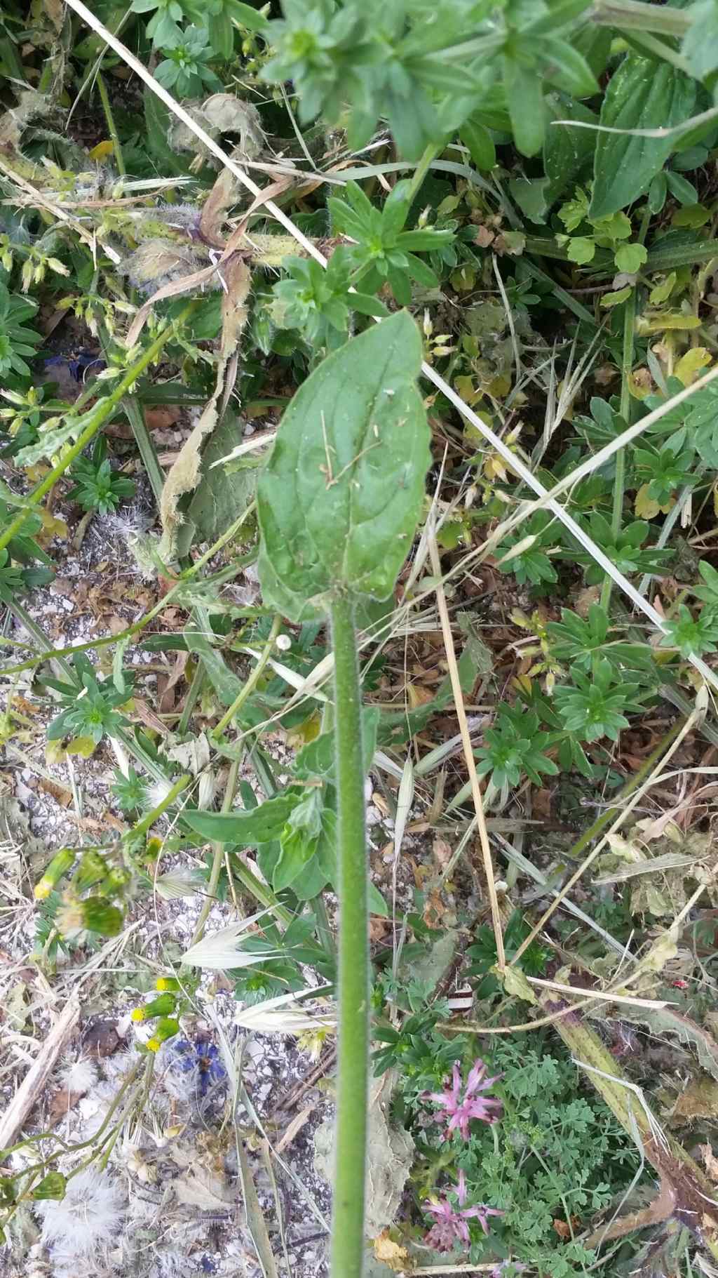 Silene alba